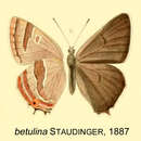 Thecla betulina Staudinger 1887 resmi