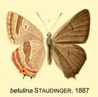 Image of Thecla betulina Staudinger 1887