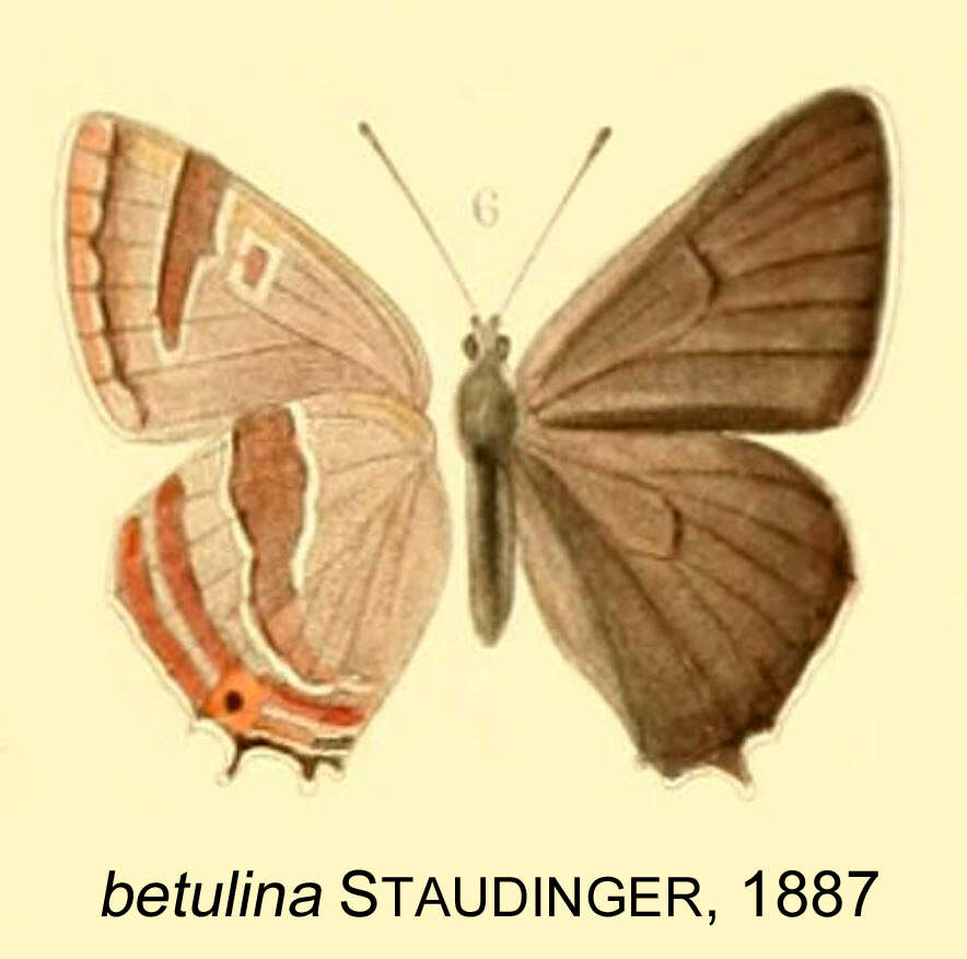 Thecla betulina Staudinger 1887 resmi