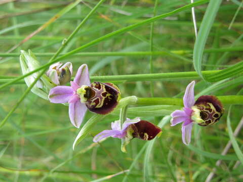 Image of late spider-orchid