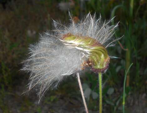 Imagem de Dryas octopetala L.