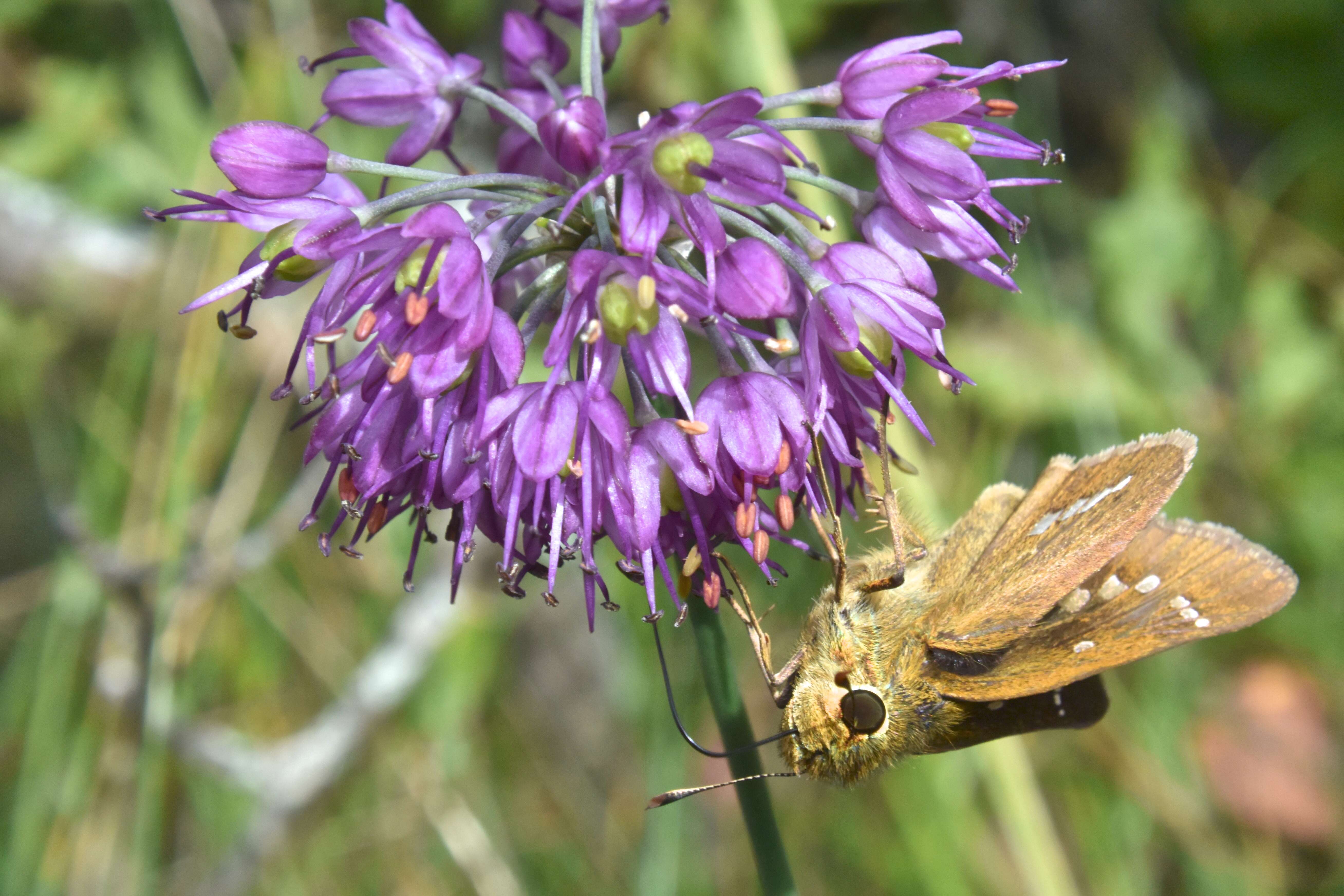 صورة Allium thunbergii G. Don