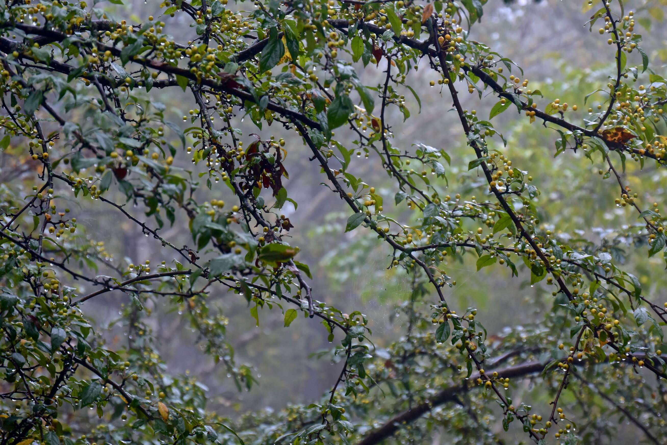 Image of Toringa crab apple