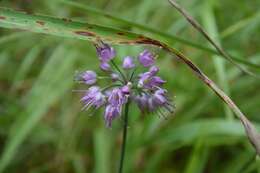 صورة Allium thunbergii G. Don