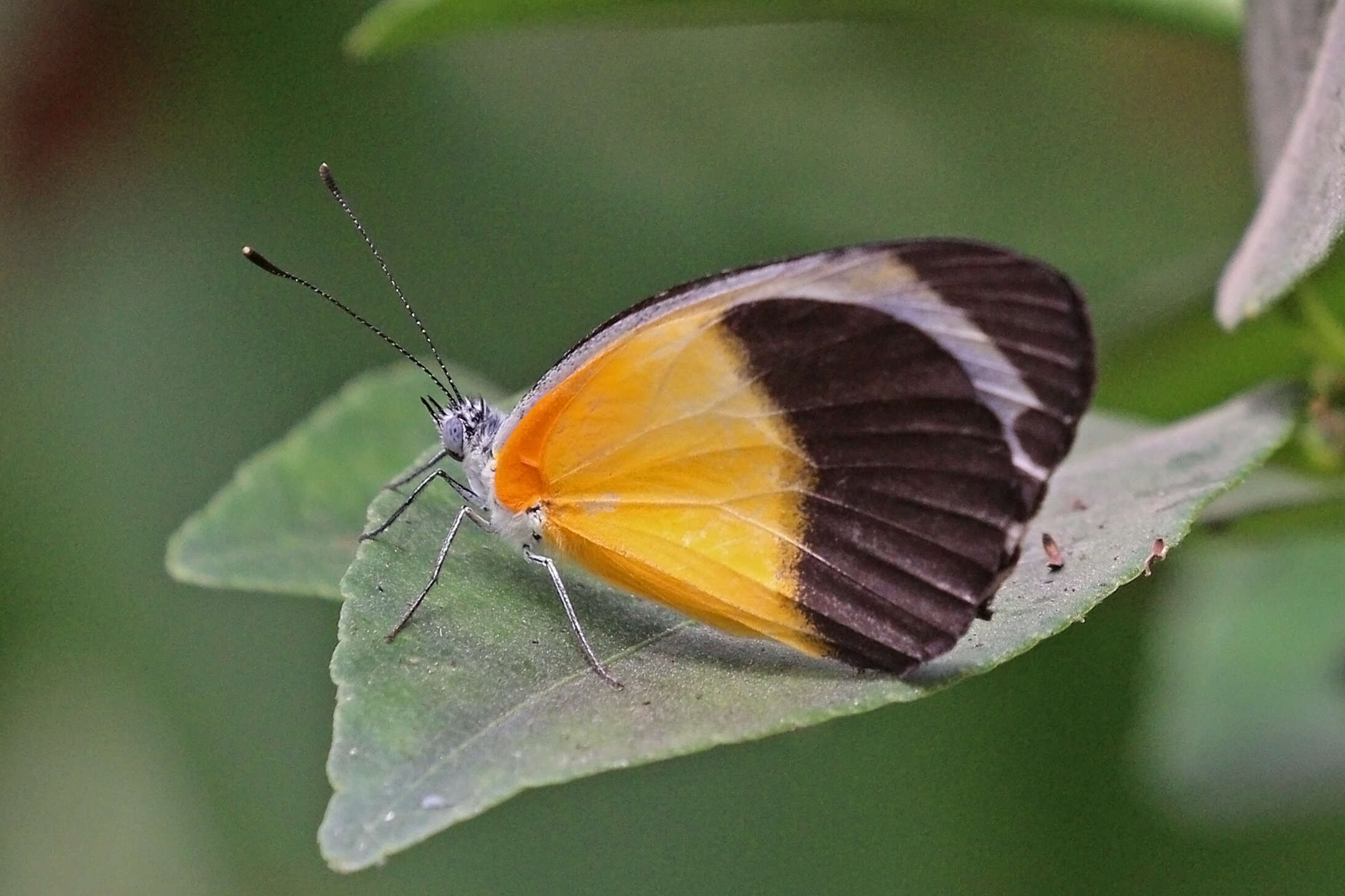 Image de Mylothris chloris (Fabricius 1775)