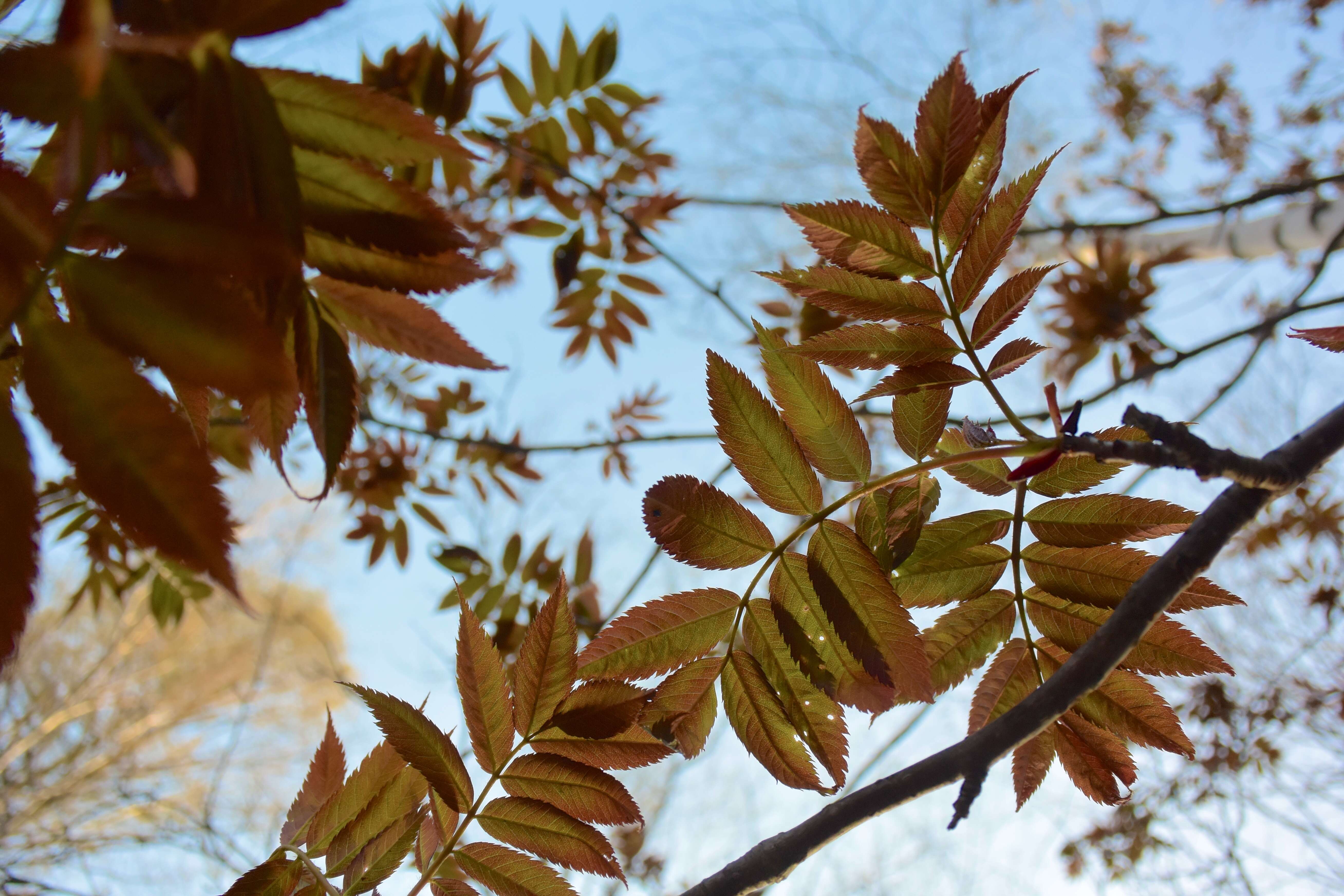 Image of Japanese Rowan