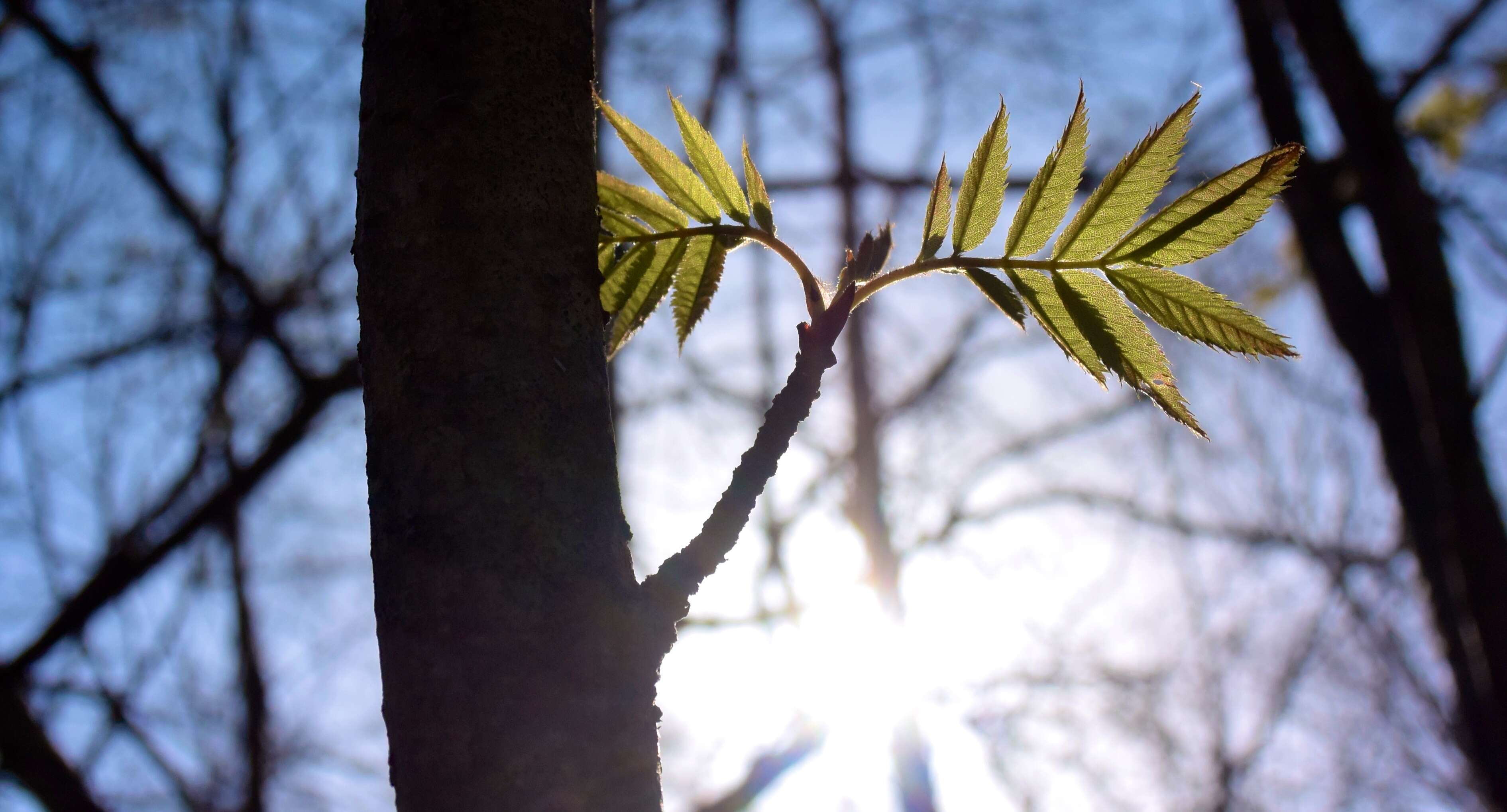 Image of Japanese Rowan