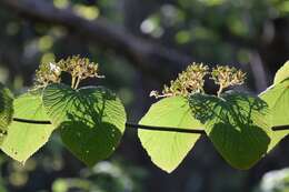 Imagem de Viburnum furcatum Bl. ex Hook. fil. & Thoms.