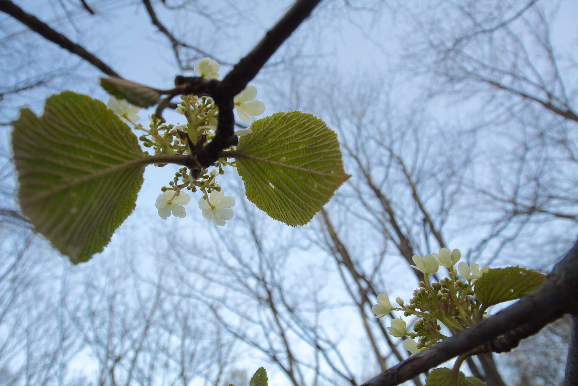 Imagem de Viburnum furcatum Bl. ex Hook. fil. & Thoms.