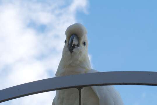 Image of Sulphur-crested Cockatoo