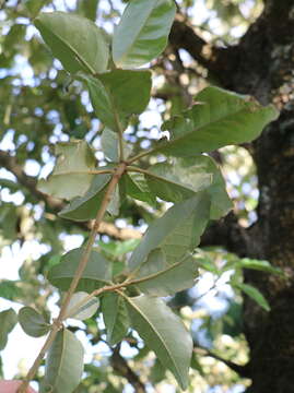 Image of Croton phebalioides F. Muell. ex Müll. Arg.