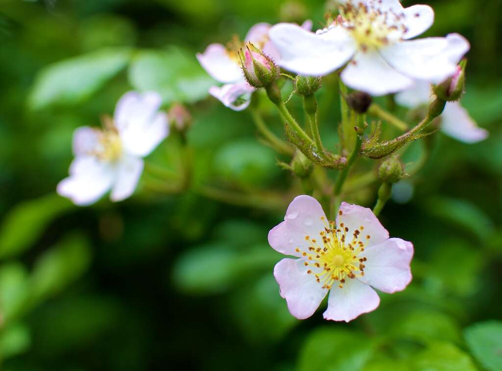 Image de Rosa multiflora Thunb.