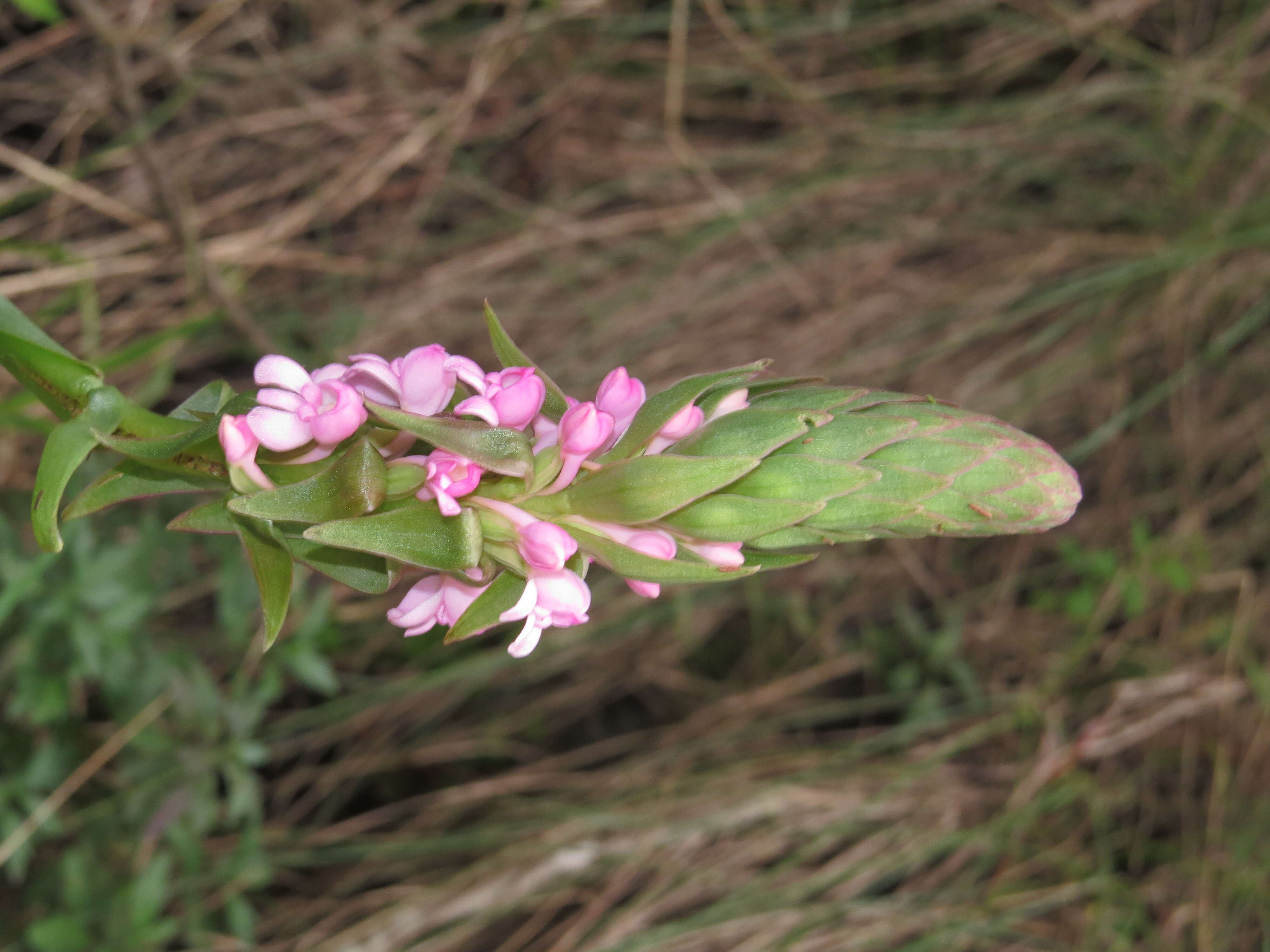 Image of Satyrium nepalense D. Don