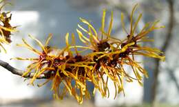 Image of Japanese Witch Hazel