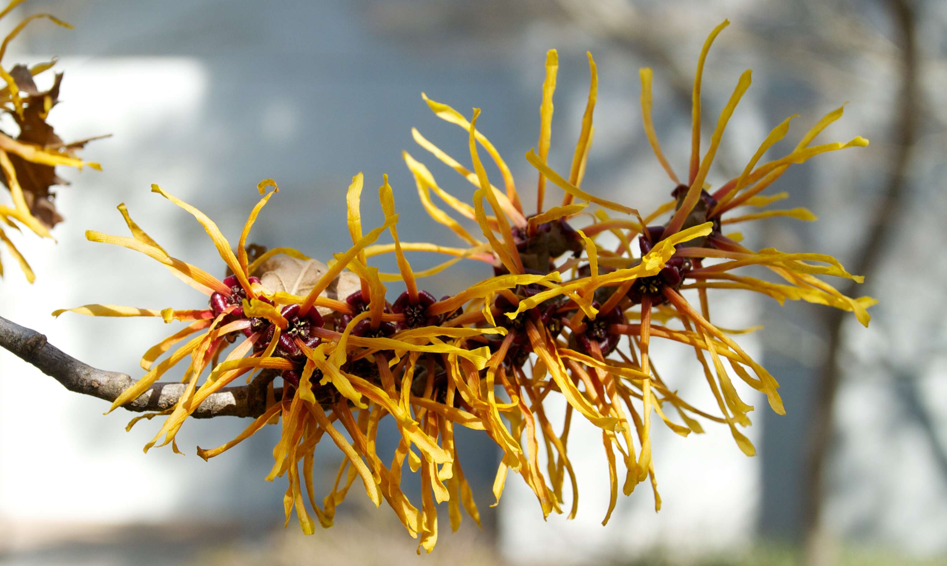 Image of Japanese Witch Hazel