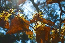 Image of Japanese Witch Hazel