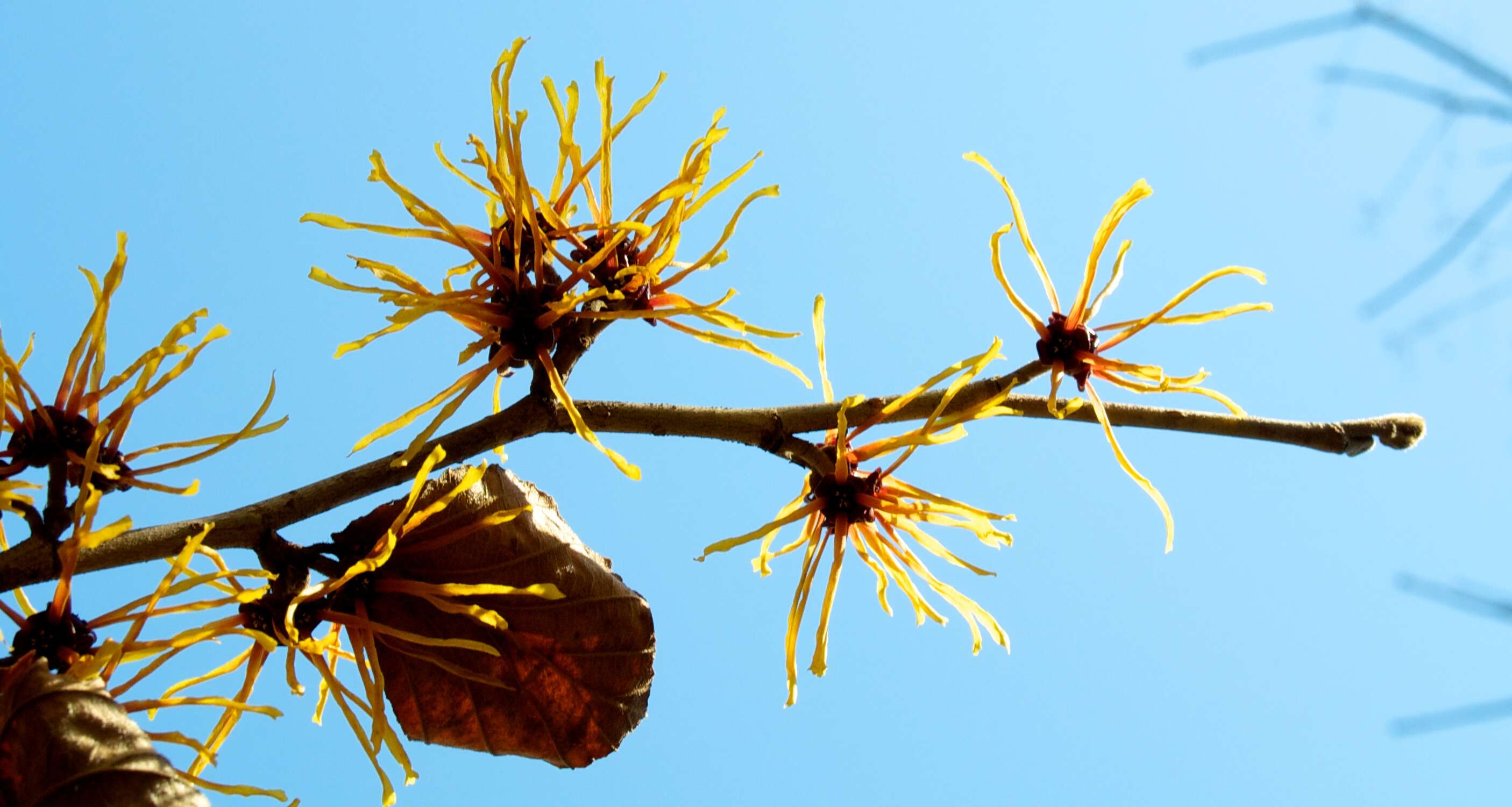 Image of Japanese Witch Hazel