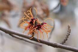 Image of Japanese Witch Hazel