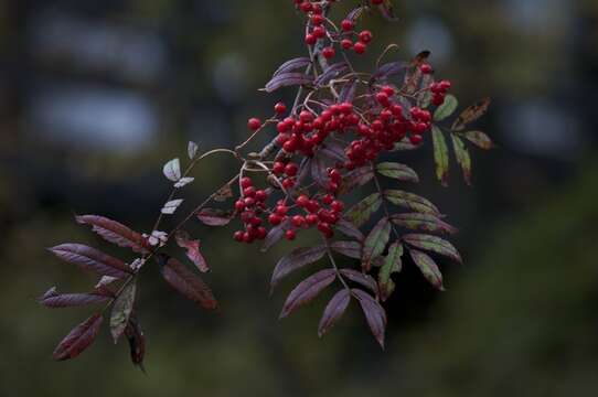 Image of Japanese Rowan