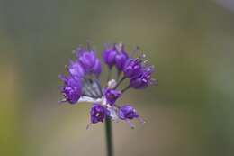 صورة Allium thunbergii G. Don