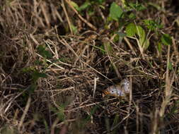 Image of White Peacock