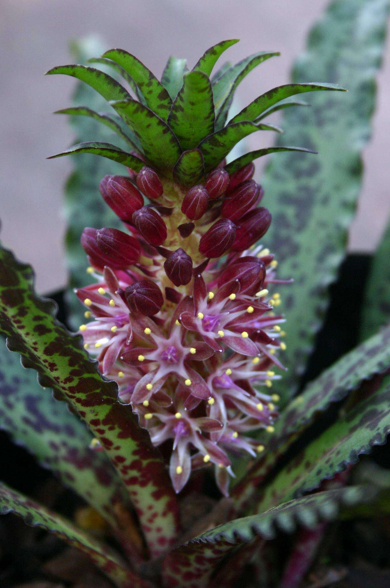 Image of Eucomis vandermerwei I. Verd.