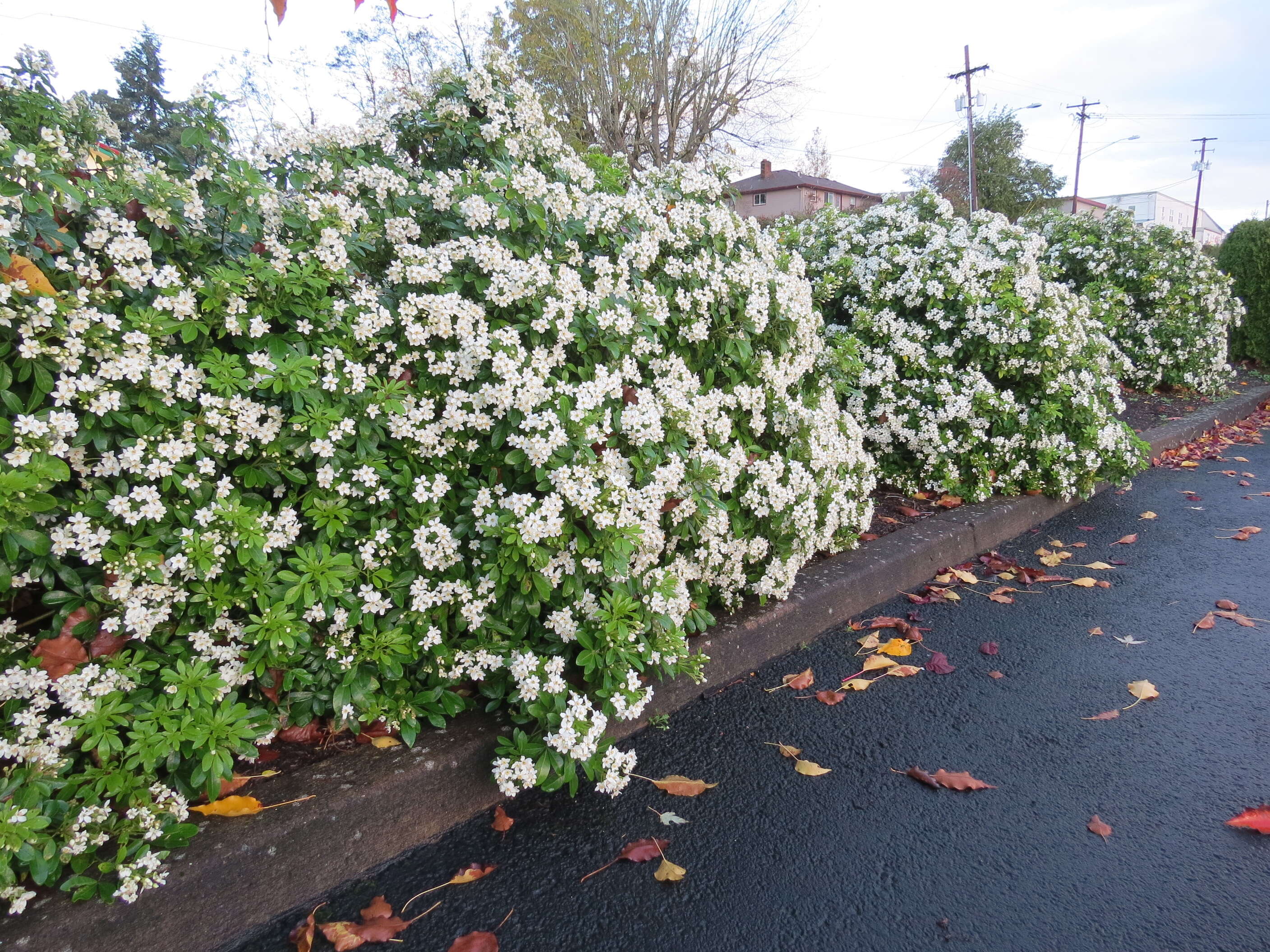 Image of Mexican Orange Blossom