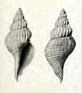 Image of Marshallena philippinarum (R. B. Watson 1882)