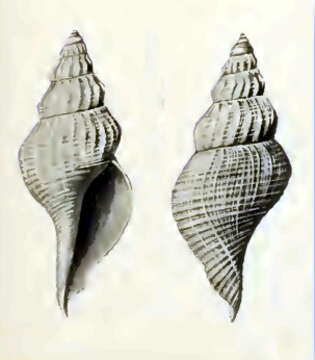 Image of Marshallena philippinarum (R. B. Watson 1882)