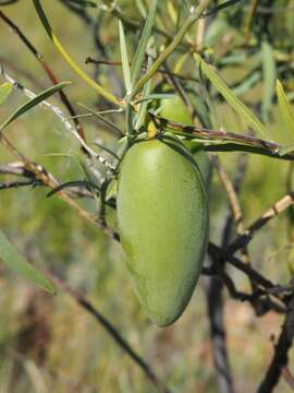 Image de Marsdenia australis (R. Br.) Druce