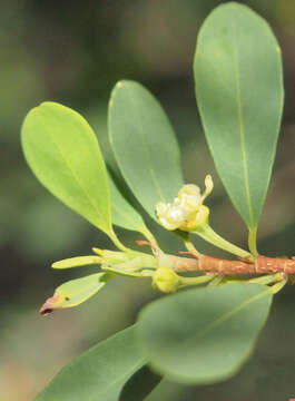 Image of Erythroxylum australe F. Müll.