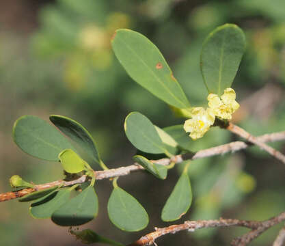 Image of Erythroxylum australe F. Müll.