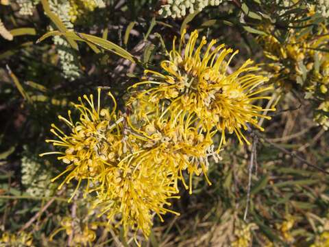 Image of Hakea macrocarpa A. Cunn. ex R. Br.