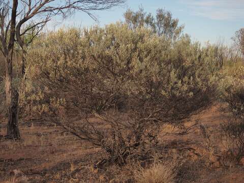 Acacia cuthbertsonii Luehm. resmi