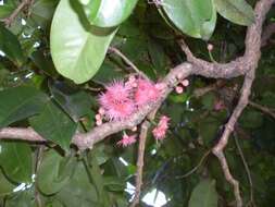 Image of Syzygium moorei (F. Müll.) L. A. S. Johnson