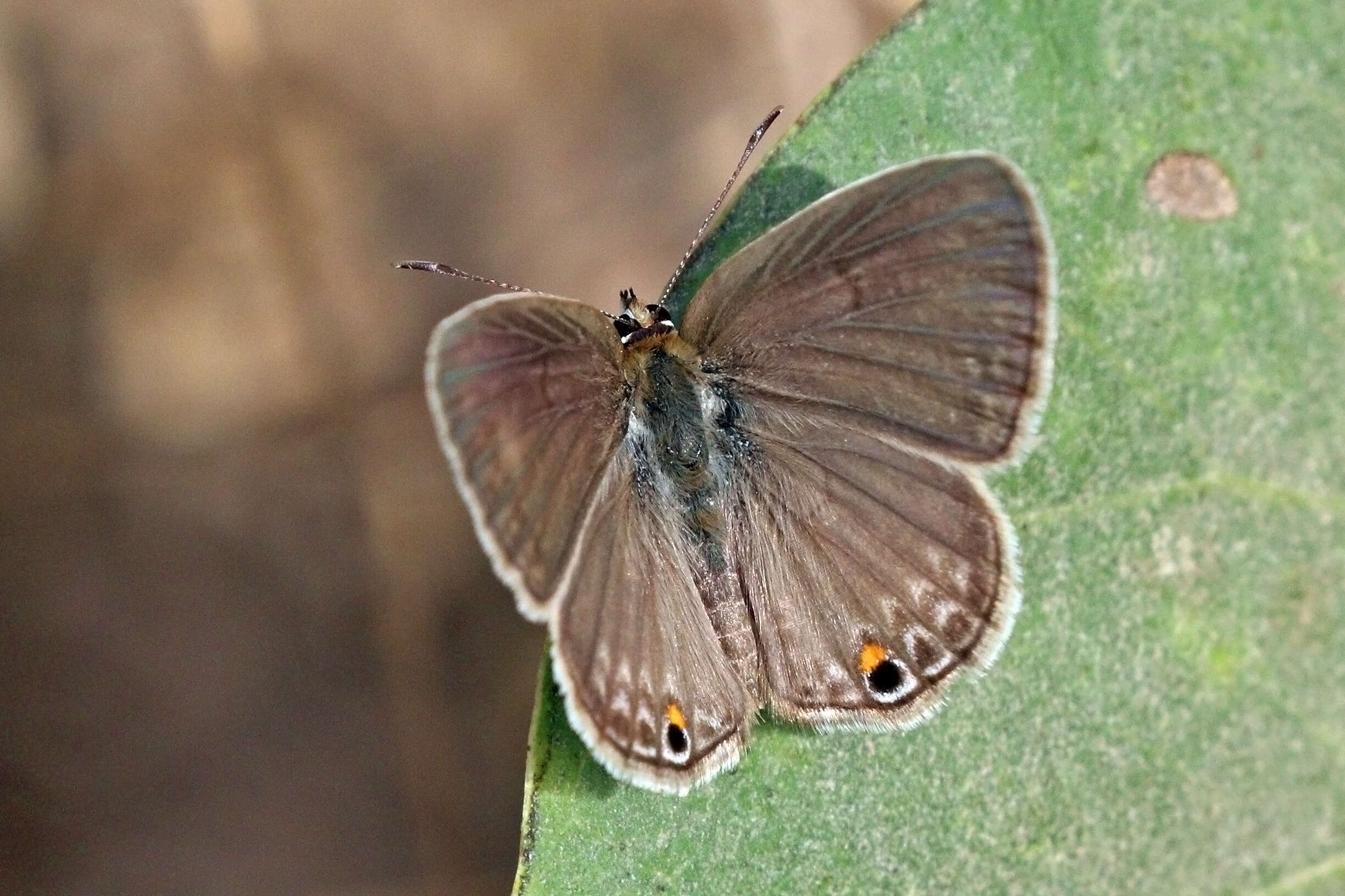 Image of Euchrysops malathana (Boisduval 1833)