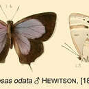 Chaetoprocta odata (Hewitson 1865) resmi