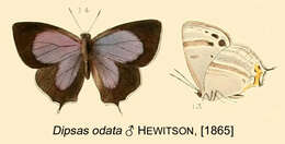 Chaetoprocta odata (Hewitson 1865) resmi