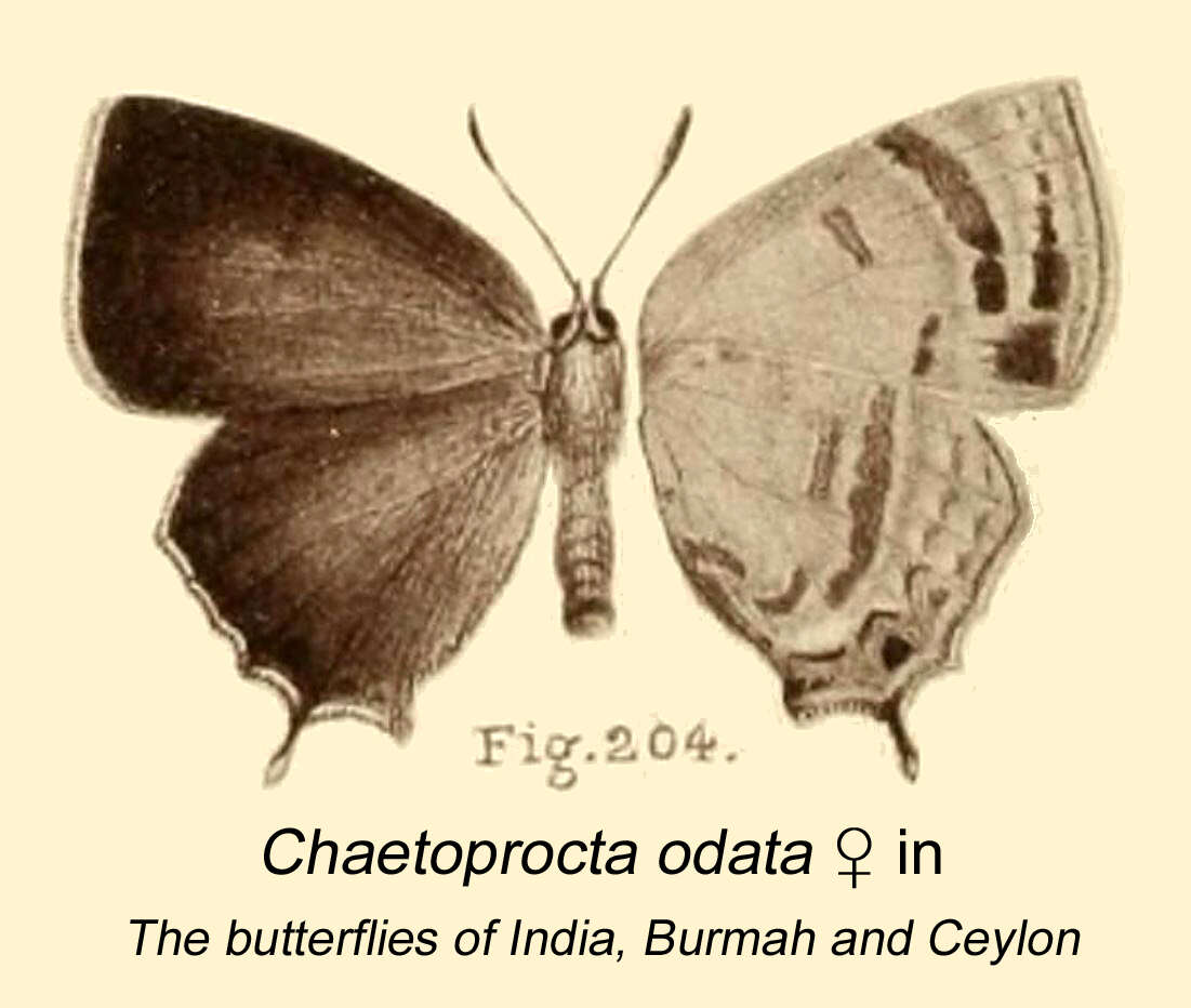 Chaetoprocta odata (Hewitson 1865) resmi