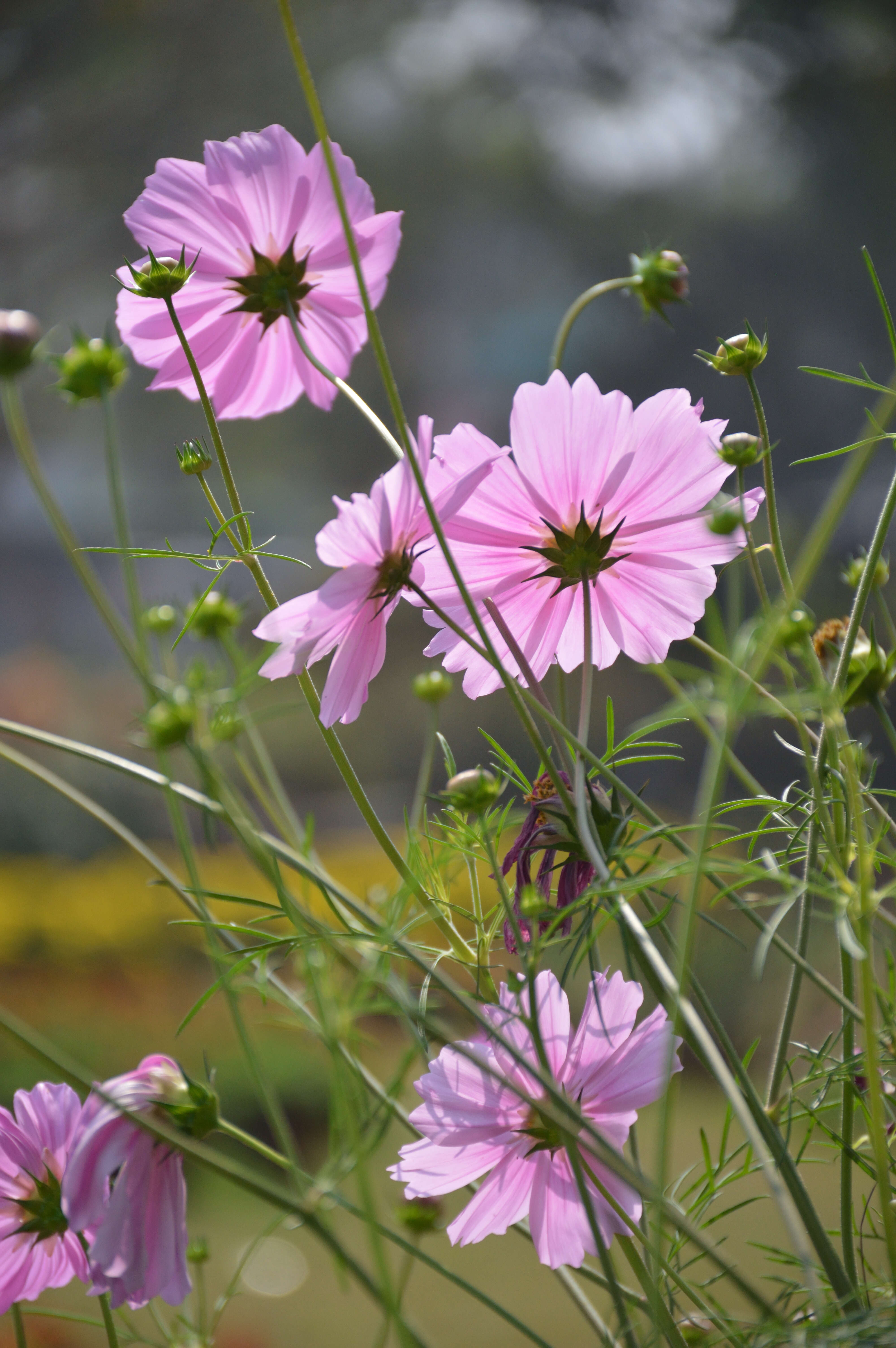 Image of garden cosmos