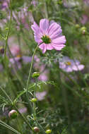 Image of garden cosmos