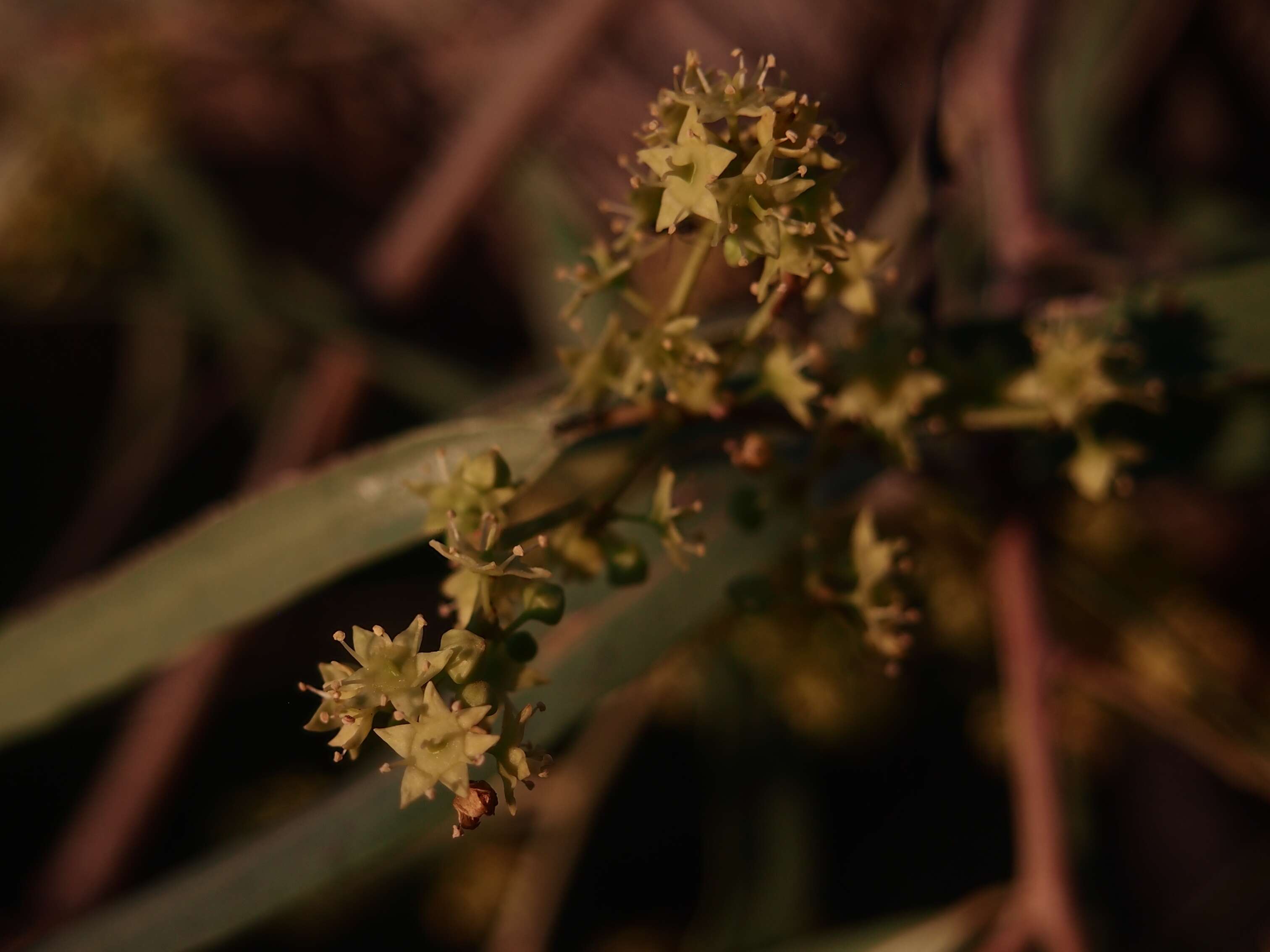 Image of Ventilago viminalis Hook.