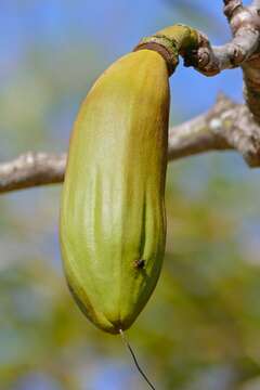 Imagem de Pseudobombax tomentosum (Mart. & Zucc.) A. Robyns