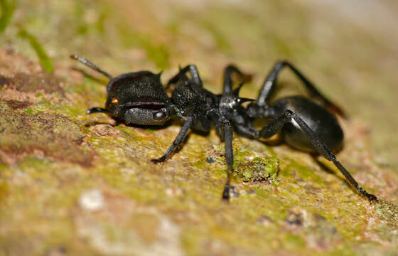 Cephalotes atratus (Linnaeus 1758) resmi