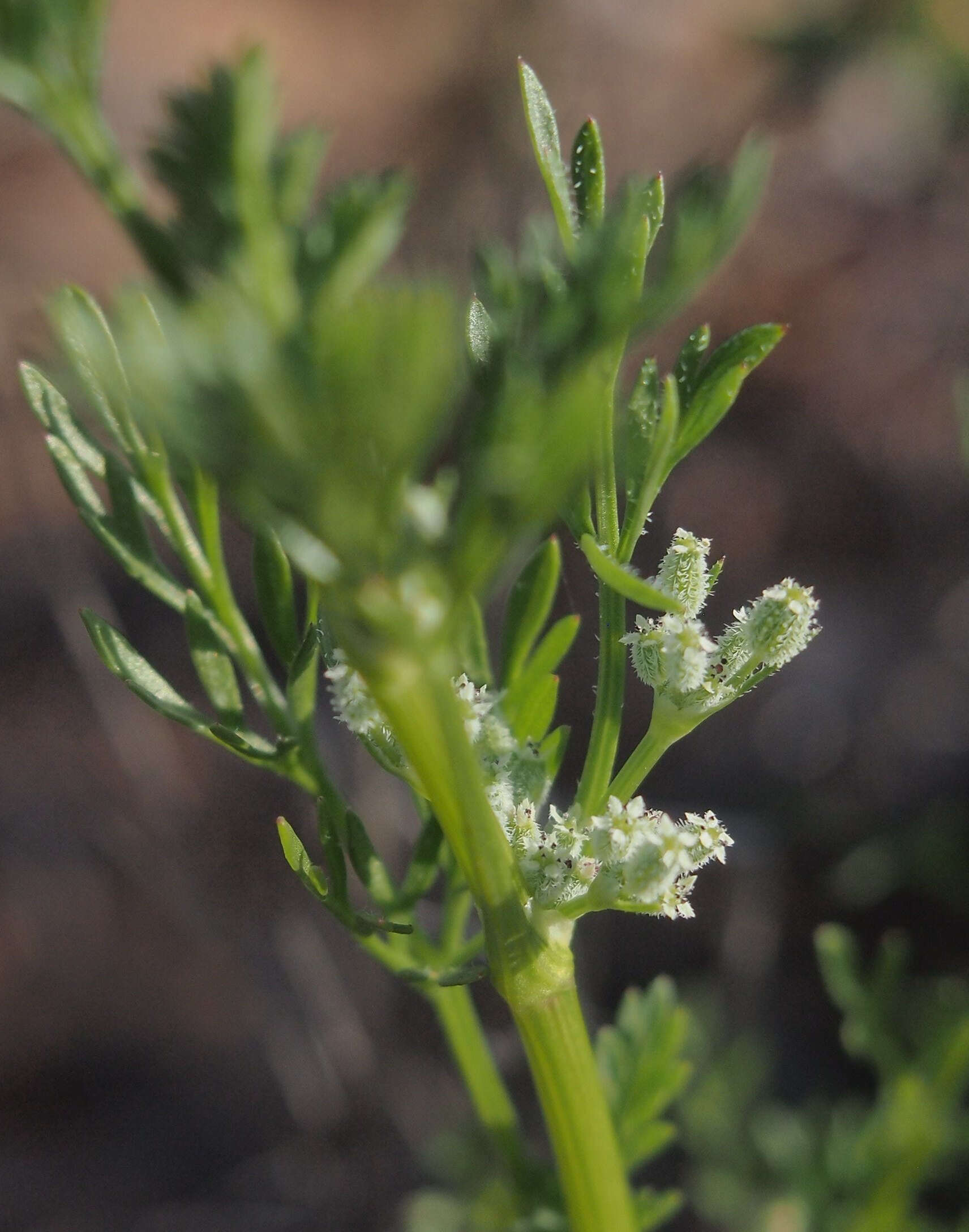 Imagem de Daucus glochidiatus (Labill.) Fischer, C. Meyer & Ave Lall.