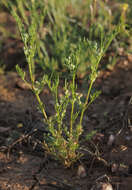 Image of Daucus glochidiatus (Labill.) Fischer, C. Meyer & Ave Lall.