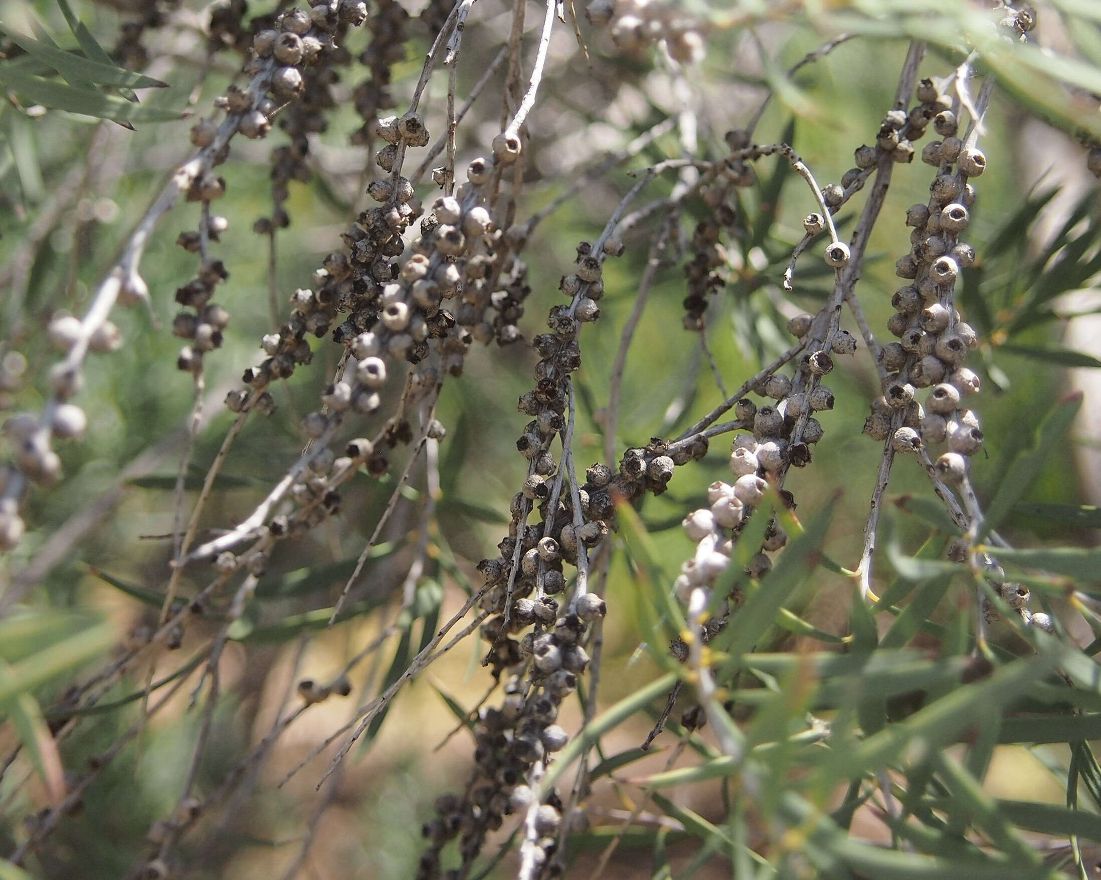 Image of Melaleuca dissitiflora F. Müll.