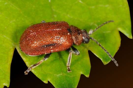 Image of Lochmaea crataegi