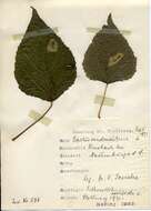 صورة Phyllonorycter populifoliella (Treitschke 1833)