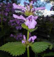 Image de Betonica macrantha K. Koch